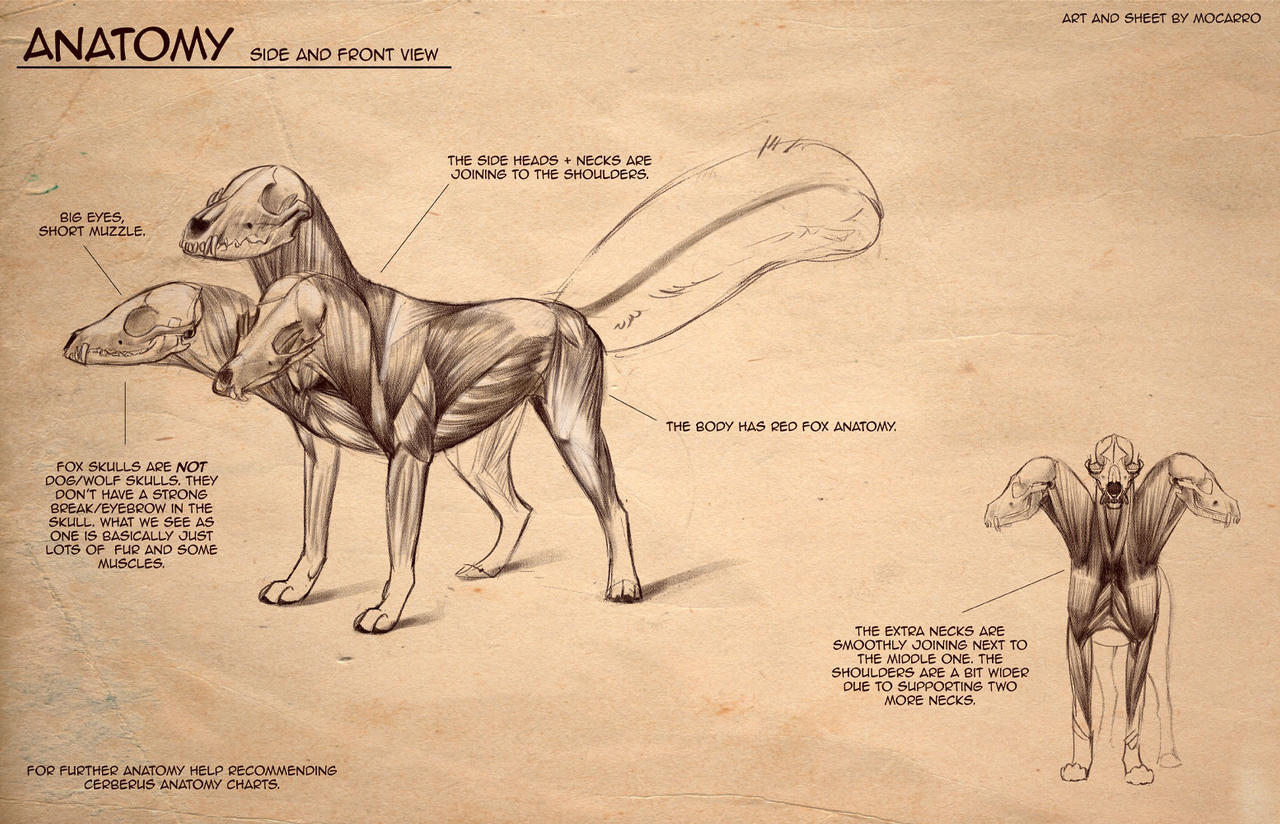 Anatomy sheet for a 3 headed fox' character sheet