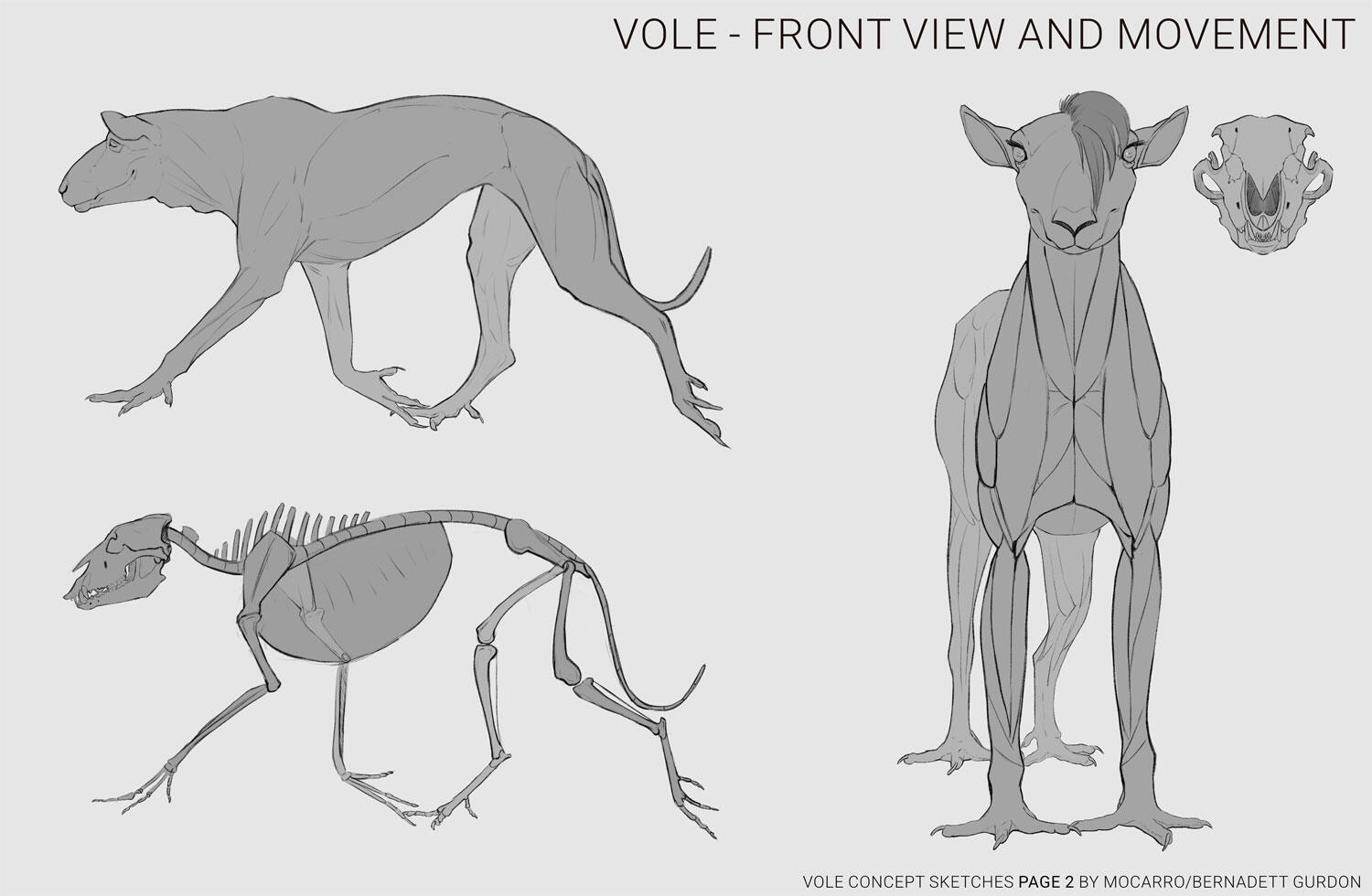 DnD Beast Vole Anatomy